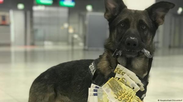 一只在德国杜塞道夫机场服务的搜查犬上工才不到3个月，就已嗅出74.5万欧元的未申报超额现金！