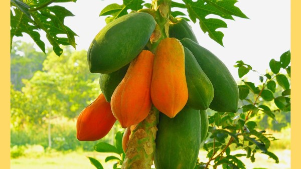 木瓜酵素分解蛋白質、幫助腸胃吸收。方便入菜料理的青木瓜，便祕困擾者，攝取膳食纖維的優先選擇之一。