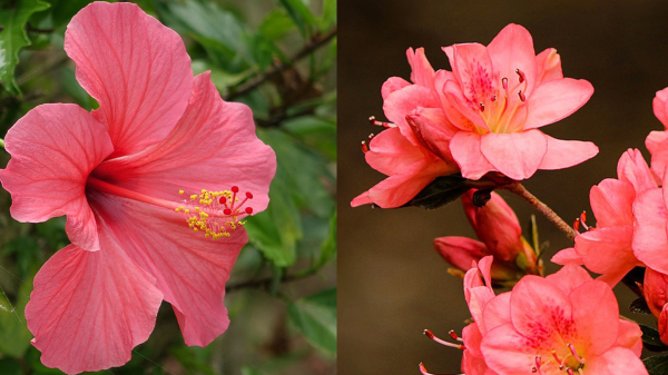 大红花(扶桑)(左)和杜鹃(右)