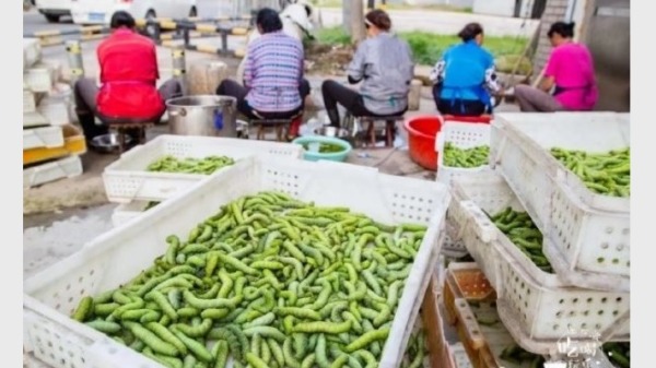 這種綠色食物「豆丹」是中國江蘇省的著名小吃，近年來廣受中國人的喜愛，而且每公斤批發價比小龍蝦貴上10倍！