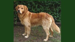 恶语出家人转生畜生道(图)