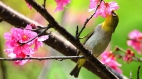 綠繡眼與山櫻花的相遇(組圖)