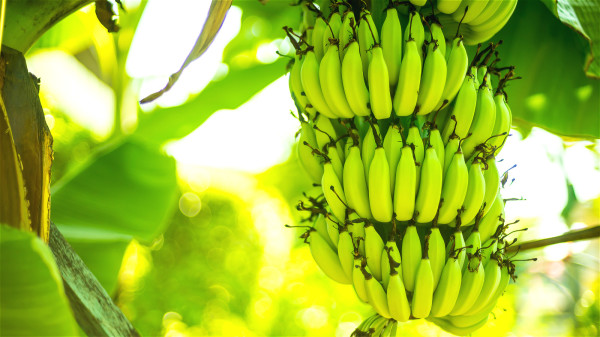 香蕉营养丰富，被人们赞叹为天然“安眠药”。