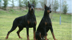 三叔发烧病倒了梦游地狱真实见闻录(图)