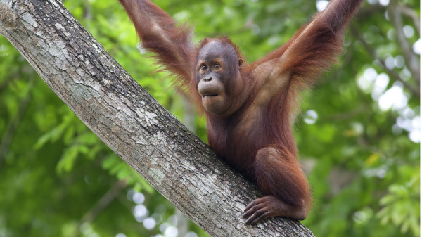 红毛猩猩张开双臂力挡推土机，捍卫它们的最后家园。