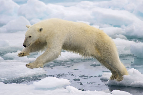 浮冰上的北極熊