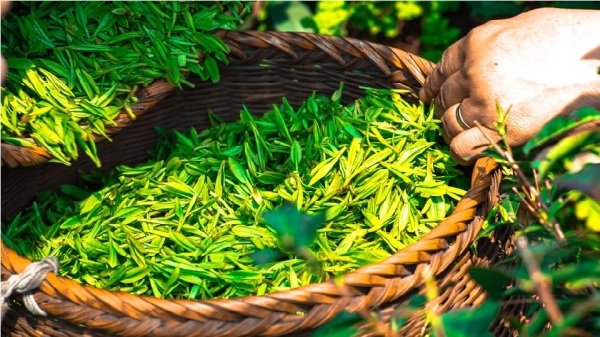 嫩綠色的茶葉捲曲如螺形，茶香幽幽，飄忽不散。