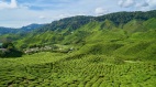 【正心茶道】茶道养生的过程与方法(一)(图)