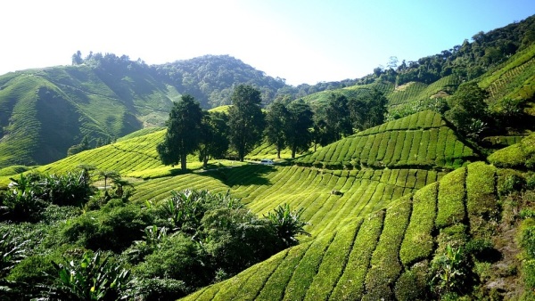 茶树生长的环境对茶叶品质有很大的影响