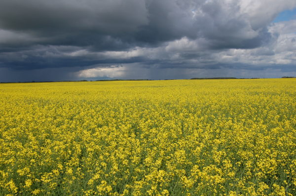加拿大薩斯喀徹溫省一處油菜花盛開的田野。
