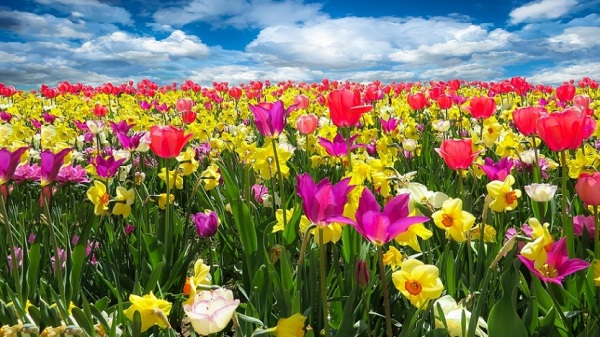 鬱金香花田是世界十大花田之一。