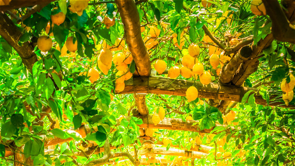 中医指出，柠檬能“生津止渴、和胃降逆、化痰止咳”。
