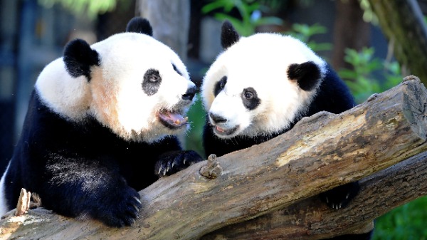 2016年8月24日，大熊貓梅香（左）和她的幼崽貝貝在華盛頓特區的國家動物園玩耍。（圖片來源：KAREN BLEIER / AFP / Getty Images）