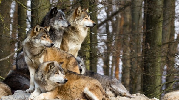 狼是有野性的动物，不过在德国有一位老人，被外界称为“狼王”，他与狼群和睦相处，甚至还敢在狼群的口中抢食……
