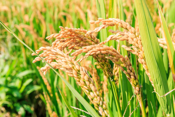 中研院研究團隊終於研發出全球第一個控制水稻糖濃度的新技術，可以成功的控制基因表現，提高水稻的產量，同時還能夠提高耐逆境的能力
