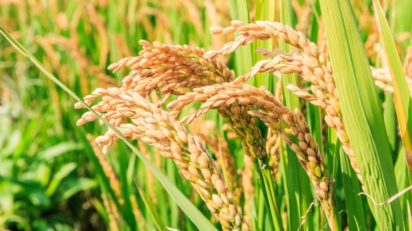 美國一家稻米行業機構表示，史上首次向中國出口40噸稻米。