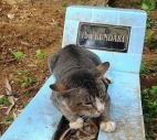 男子收养流浪猫却发现它每天不在家偷偷跟踪后哭了(组图)