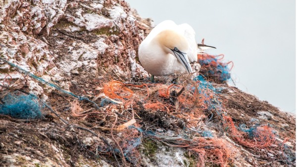 英媒報導，有數百萬的鳥類遭困於中國製的廉價霧網中，致使鳥類到歐洲度過夏天的數量乎急遽下降