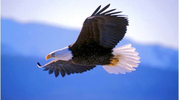 鹰本来是有翅膀的，能飞很高很远。
