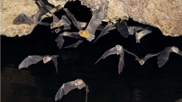 蝙蝠攀附在洞壁上，为了避免坠落而亡，它只有尽全力地扑打着翅膀。