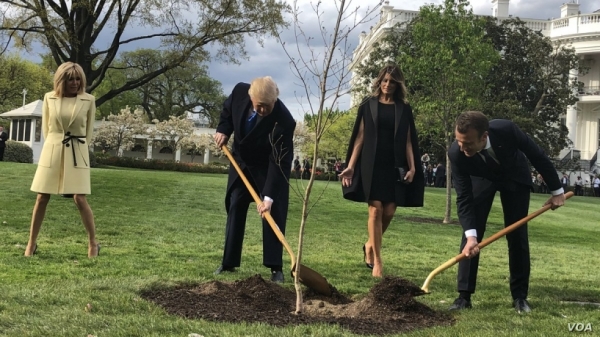 送白宫的橡树死了马克龙：我再送一棵