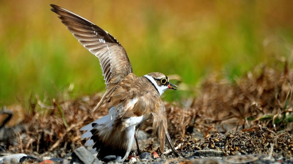 鳥界的奧斯卡影帝：擬傷誘敵，保護雛鳥的小環頸鴴。