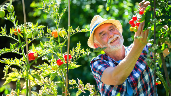 番茄紅素可以預防和改善男性前列腺增生、前列腺炎等泌尿系統疾病。