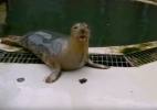 海豹竟然會唱歌開口就是「一閃一閃亮晶晶」(視頻)