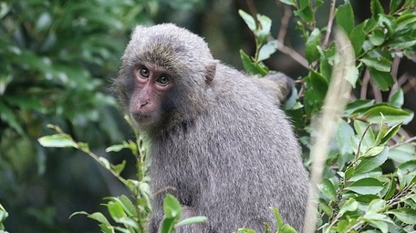 日本冲绳市的一家动物园近日惊传猴子集体脱笼逃跑事件，目前仍有一些在逃。至于猴子逃跑的原因，则相当令人傻眼。屋久岛猿示意图。