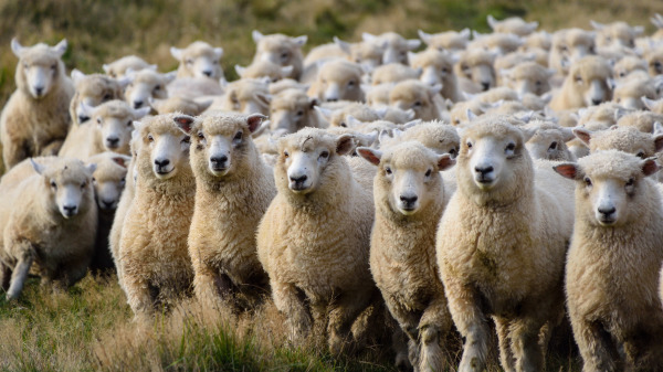 朱化向羊主買了一百隻小羊。