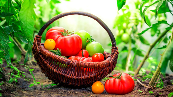 未熟的青西紅柿吃了常感到不適，甚至還會出現中毒現象。