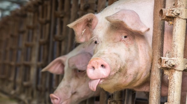 养殖场老板查隆萨表示该母猪至少生产过9次，是养猪场内最老的猪，而且身体非常健康。