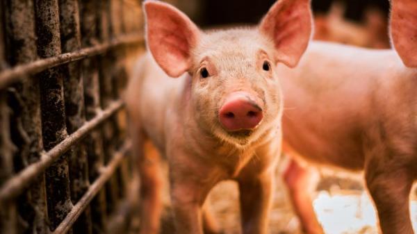 养殖场老板查隆萨表示该母猪至少生产过9次，是养猪场内最老的猪，而且身体非常健康。
