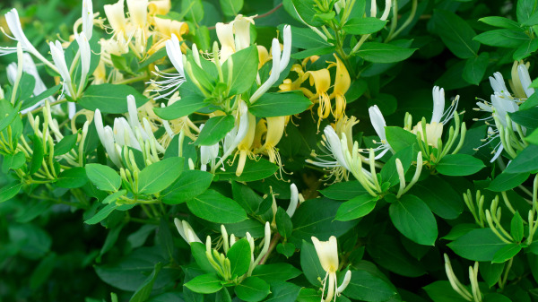 金銀花也稱忍冬花，同一植株中經常可見兩種顏色的花交相輝映，美麗至極！
