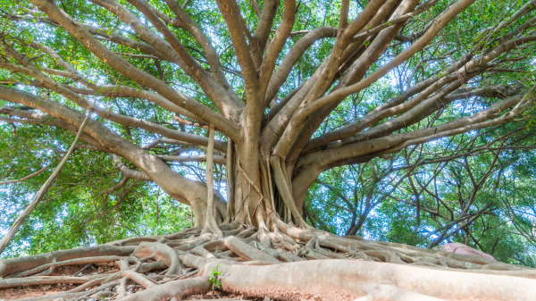 有些大樹的根是有治病的功能。