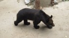 與熊互動的極限加州警察救出受困小熊(視頻)