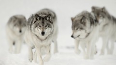 遭遇饥饿狼群后不可思议的事情发生了(图)