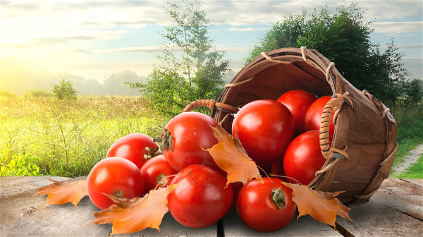 西红柿中的茄红素能减缓血管老化、增加好胆固醇，帮助预防生活习惯病。