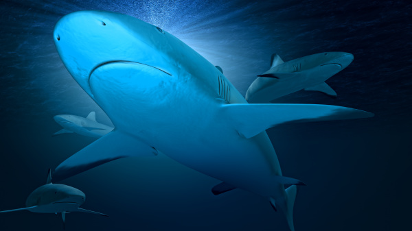 为什么大型水族馆里面鲨鱼的种类就只有那几种呢？