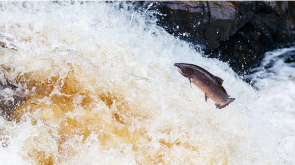 鮭魚返鄉,在漫長的洄游過程是相當艱辛危險的，大量鮭魚因而受傷死亡，無法安全游回到出生地繁殖。