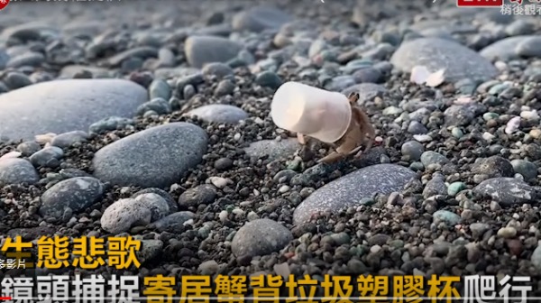生态悲歌寄居蟹背垃圾塑胶杯爬行