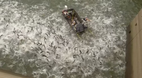 肯塔基州動用了特殊的電擊技術，來捕獲亞洲鯉魚。