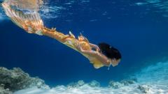 美人鱼是真实存在的物种吗(图)