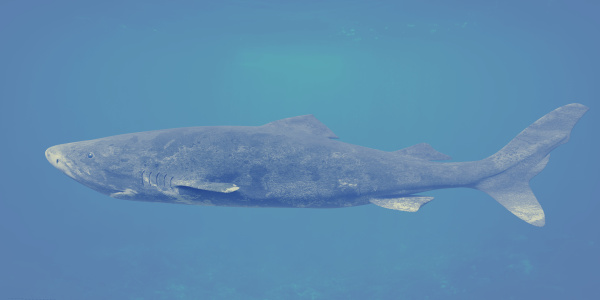 “灰六鳃鲨”，是鲨鱼的原始生物，最早可以追溯到1.8亿年前，与三叠纪时期的鲨鱼类似，算是化石级别的史前巨鲨。