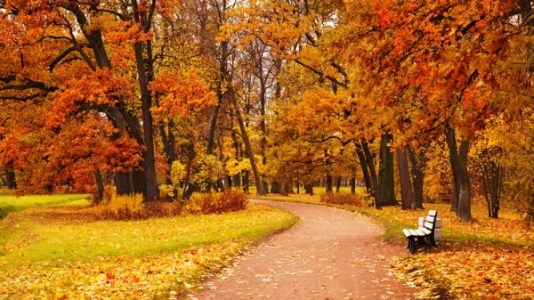 站在秋的路口，常懷感恩的情,把眼前的路看清。