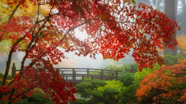 枫叶流丹，层林如染，满山云锦，如烁彩霞。（图片来源:Adobe stock)