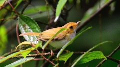 肌無力的攝影師(組圖)