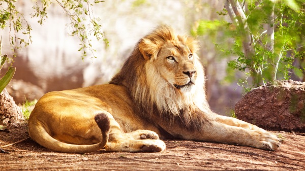 明智的獅子不與瘋狗搏鬥。（圖片來源：Adobe Stock）