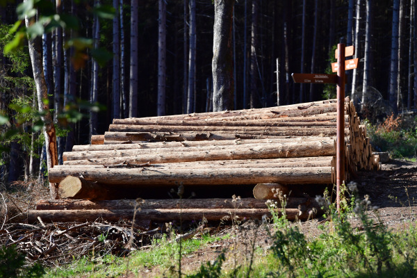 2019年9月20日，在德國席爾克附近的樹木被樹皮甲蟲破壞而被砍伐。