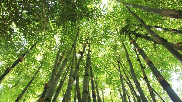 無論哪一個季節，竹林都充滿了詩情畫意。